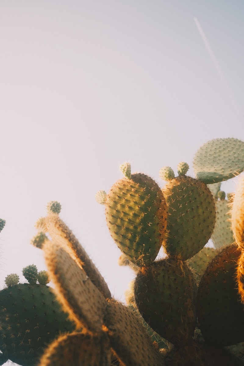 Cactus in bright sunlight against a clear sky.